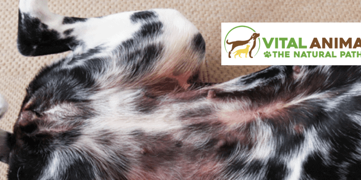 Cytopoint: High Tech Answer to Your Itchy Dog?