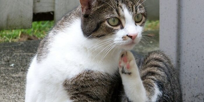 Are You Poisoning Your Pet to Kill Fleas?
