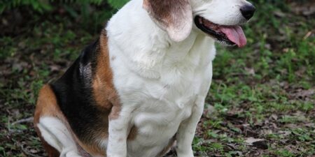 When Raw Natural Dog Food Just Doesn’t Work
