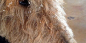 Porcupines and Entry Drugs