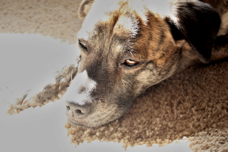 Dog Flu: Remedy for an Epidemic