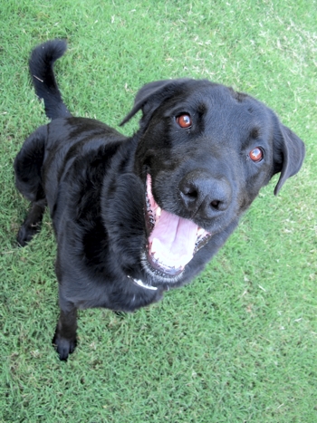 Rabies Titer Gone? Research: Protection is Not!