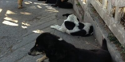 A World Apart: The Street Dogs of India