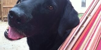 Heartworm Dogs: Treatment Without Drugs
