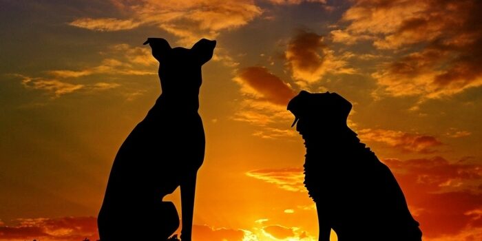 Get Real: Heartworm Prevention