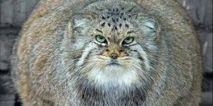 Banfield: Beware, Part 2