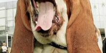 Network chiropractic for animals