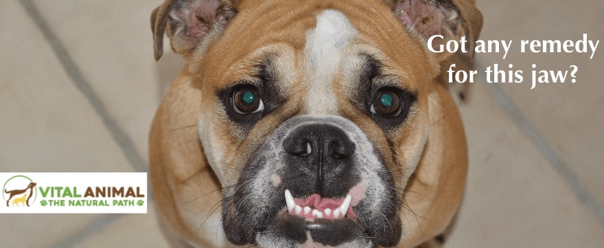 Bulldog