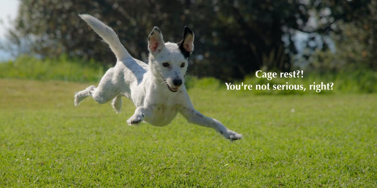 Dog on natural heartworm treatment leaping