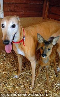 Rescued Dog Now Rehabs Others