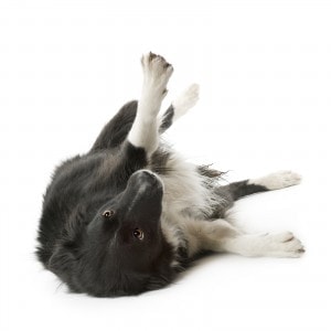 AVMA Rolls Over, Wet$ Themselves