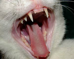 Carnivore Teeth