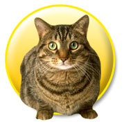 Animals - Cat Staring