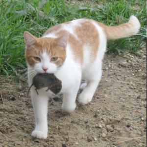 Barn Mice, Beware!