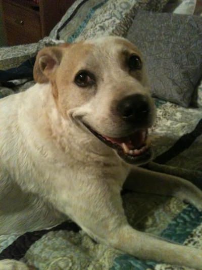 Caleb the Dog