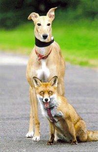 Jasmine and Fox Cub
