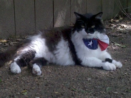 And the Cat Came Back! (Thanks to Real Food)