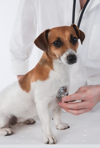 Vet stethoscope exam
