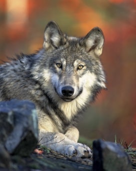 Feed Pets Food Like Their Ancestors Ate