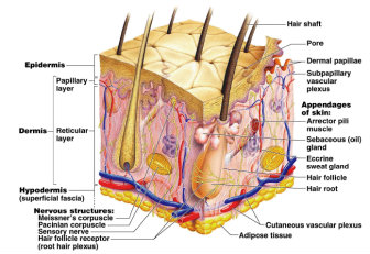 Living, breathing, feeling organ: skin