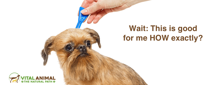 Stop Using Pesticides to Kill Fleas