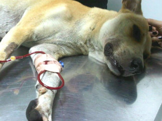 Stop Using Poisons For Heartworm Prevention