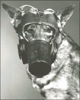 You're ready, Spot. Fleas: die!