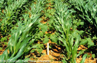 Herbicide Resistant Weeds