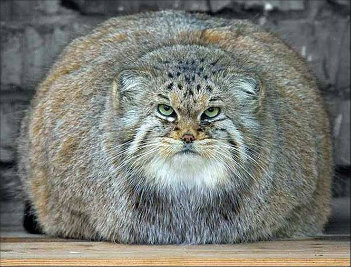 A very obese cat