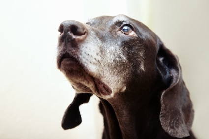 Senior Dog, Senior Cat Care