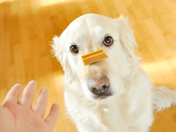 Dog with treat on nose, waiting