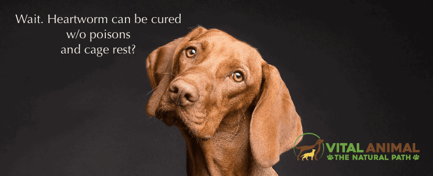Case Report: Heartworm Cured Without Drugs (or Guilt)