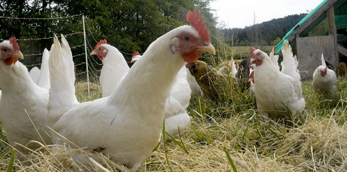 Organic Pet Food: How Big a Deal? 10 Useful Thoughts