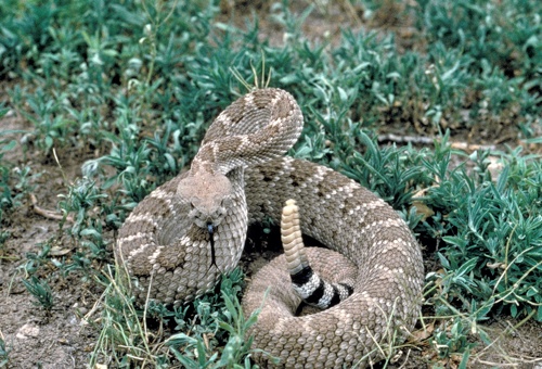Case Report: Rattlesnake Bite! Homeopathy Cured Two Foals
