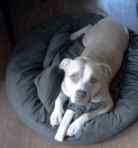 Mr. Piggy the heartworm dog looking at the camera