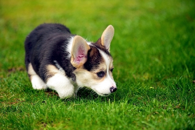 Prevent Parvo and Distemper Without Vaccination