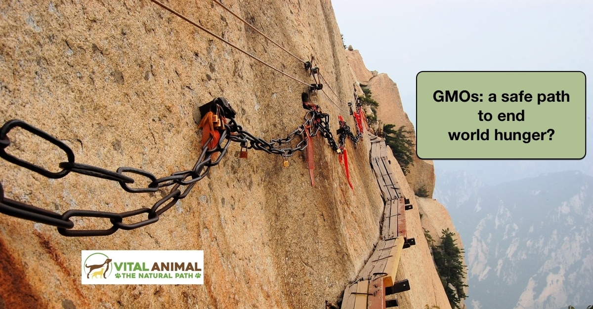 How Safe is Your Animal from GMOs?