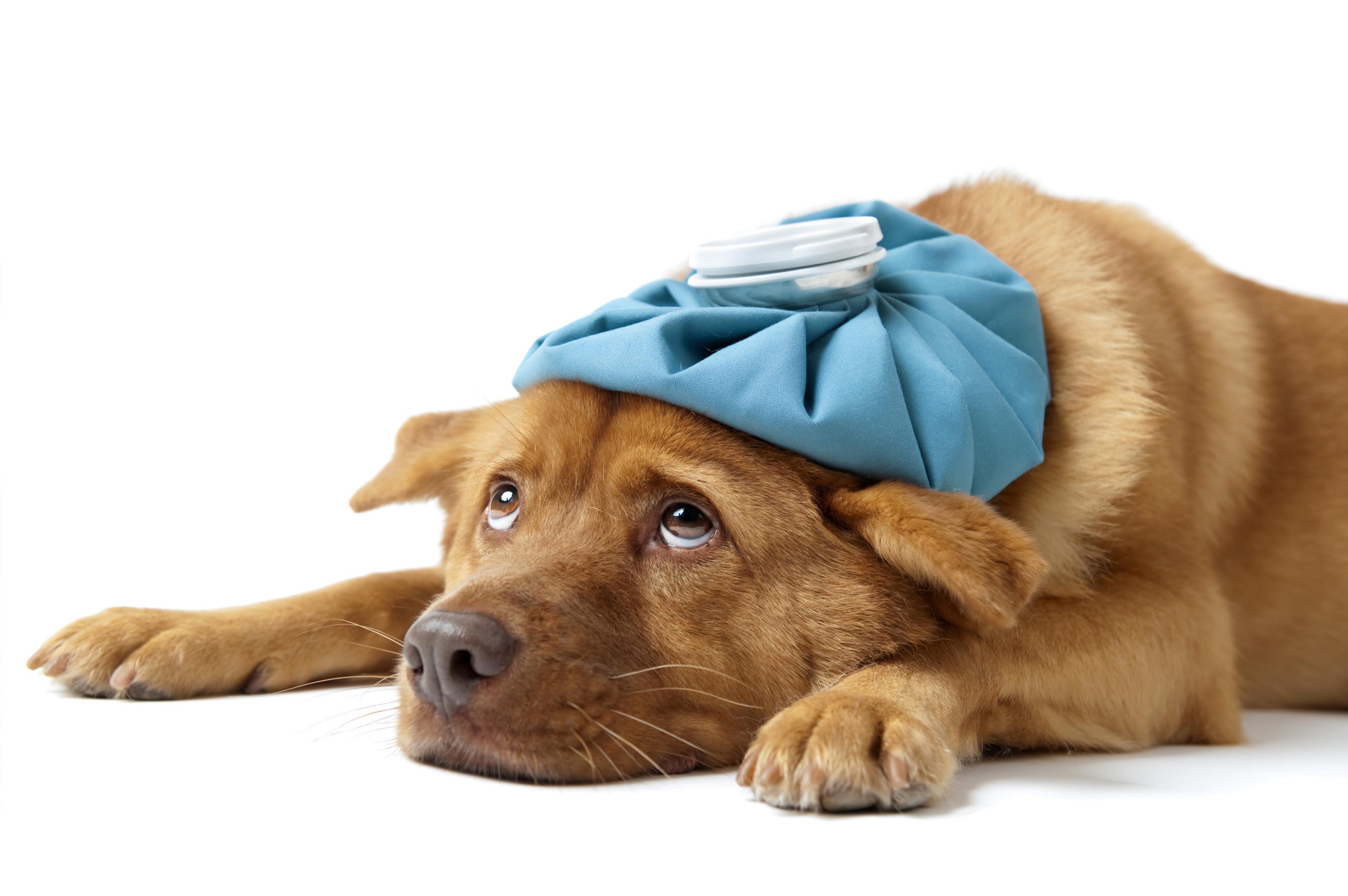Dog Flu: Fear, Uncertainty and Marketing
