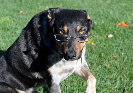 How Safe is Your Pet From “Just a Rabies Vaccine?” III