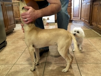 Jackie-Kennemers-pup