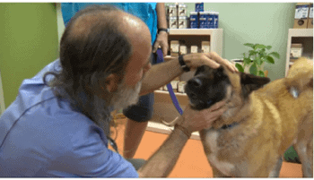 Dog Flu Newsworthy. Cheap, Effective Remedy Not?