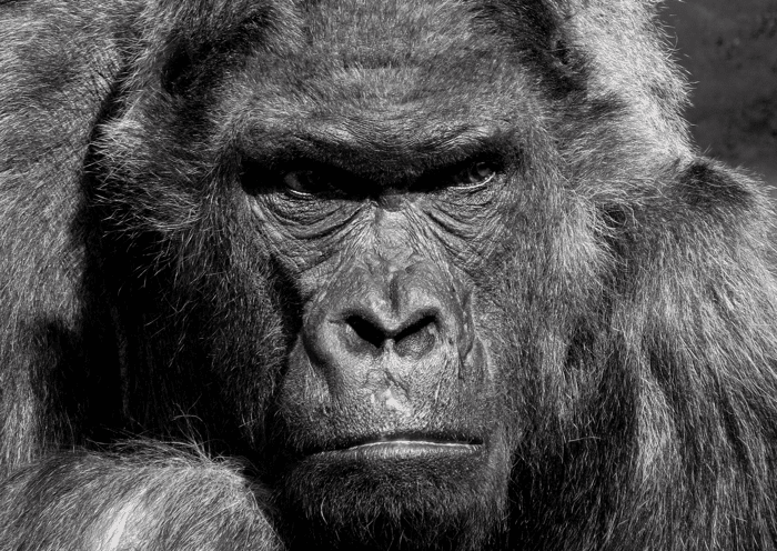 Reason #2 to Fire Your Vet: Raw Food Attitude