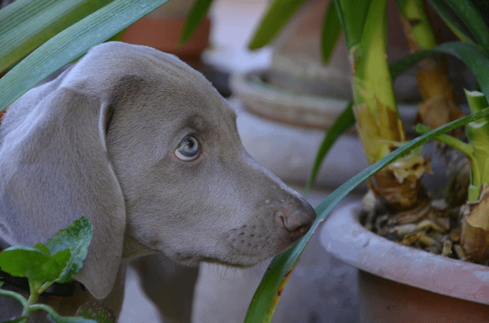 Natural Heartworm Prevention