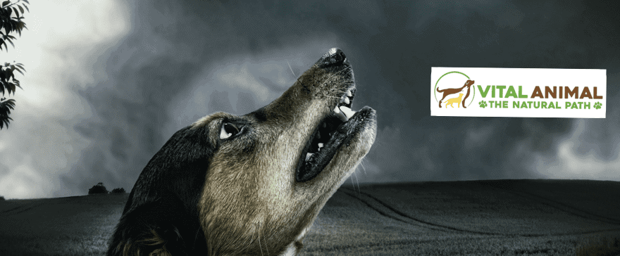 [Update] Apoquel: Dog Miracle Drug With a Dark Side