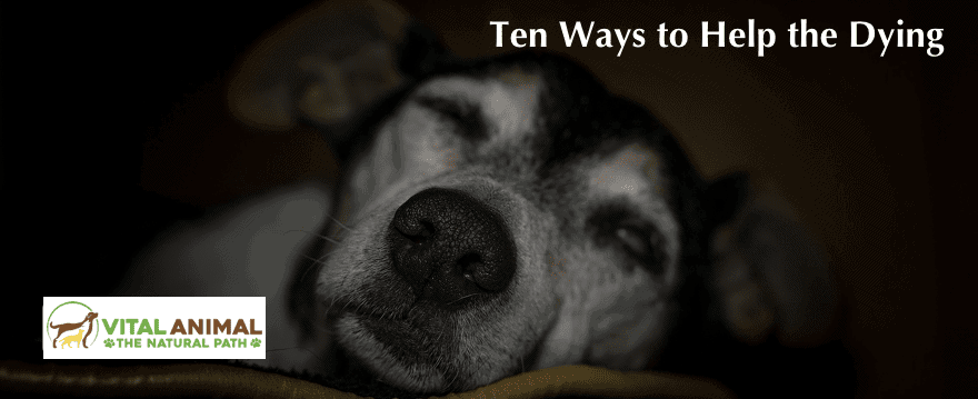 Your Dying Animal: 10 Ways to Help