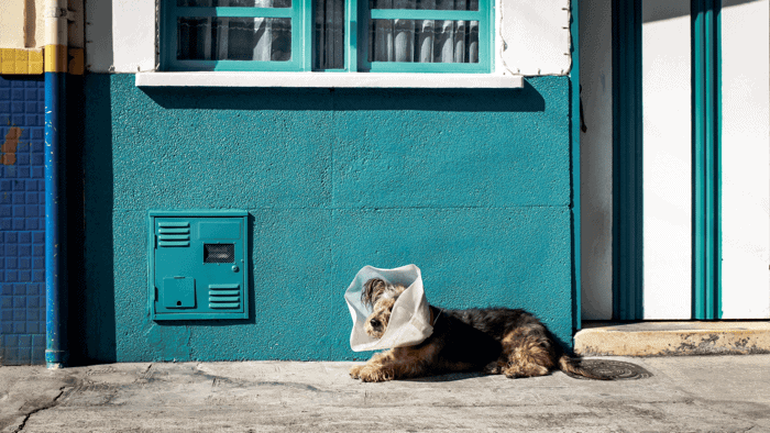 Itchy allergic dog wearing a cone collar