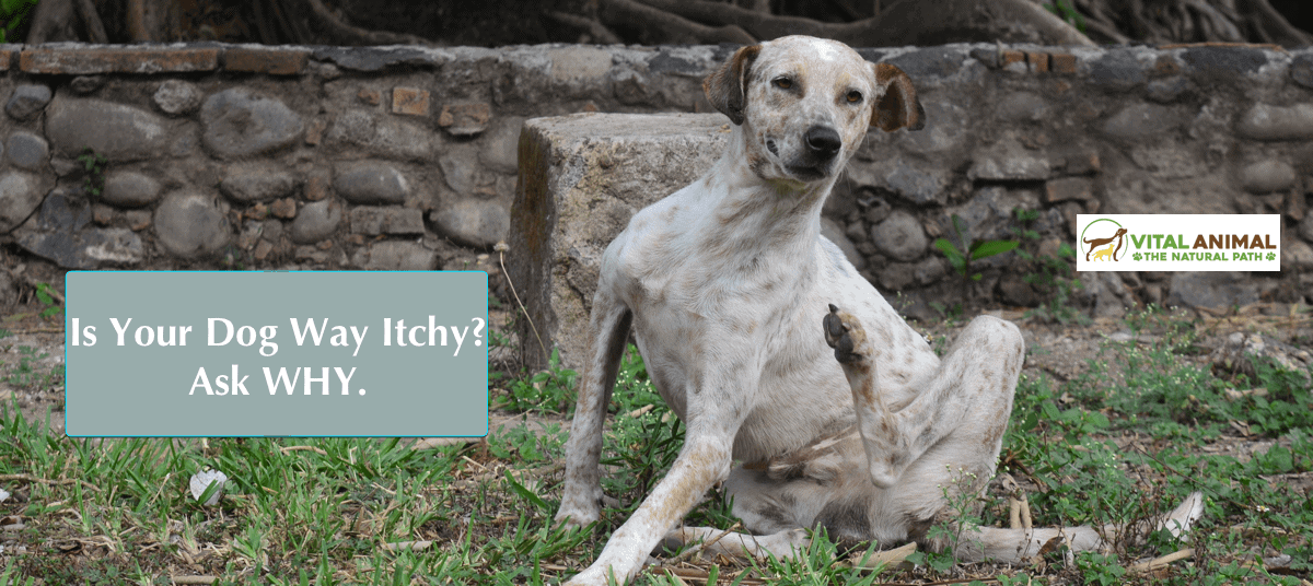 Itchy Skin Update: Still #1 Dog Disease