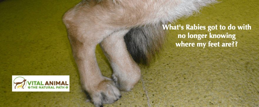 Duration of Immunity and Rabies Vaccination