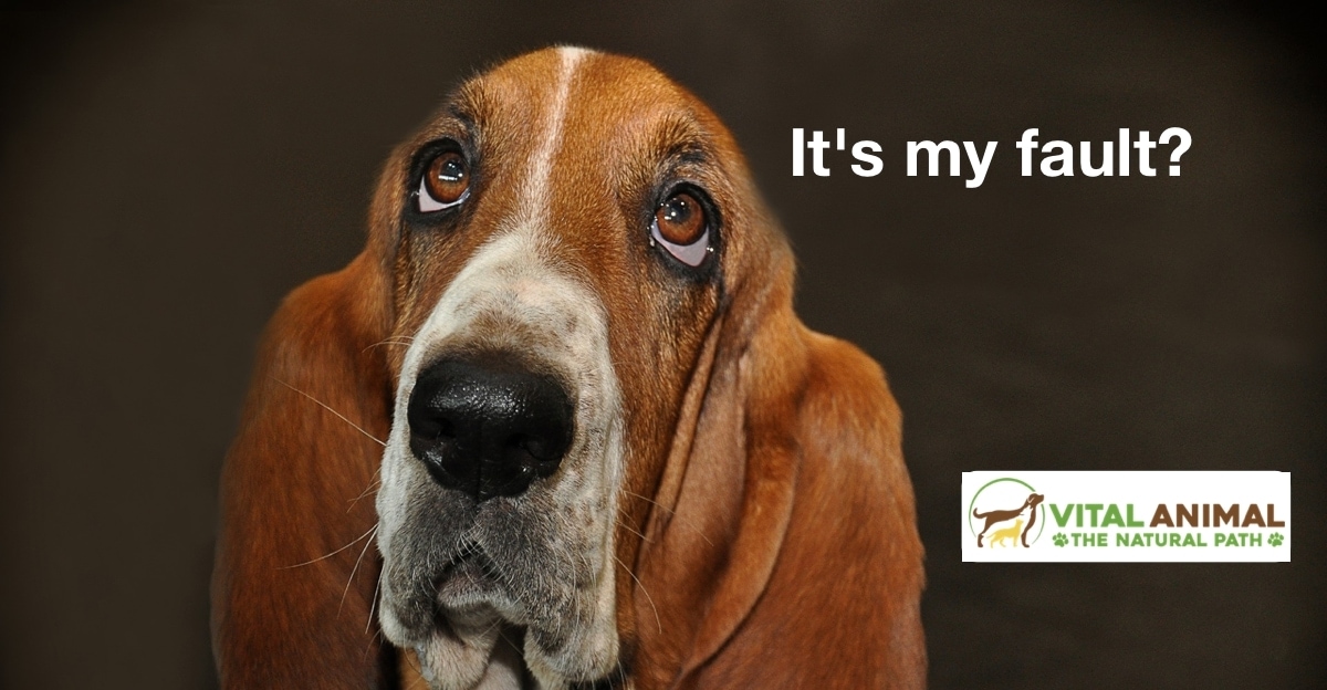 Your Dog Got Cancer Because She Was “Predisposed?”