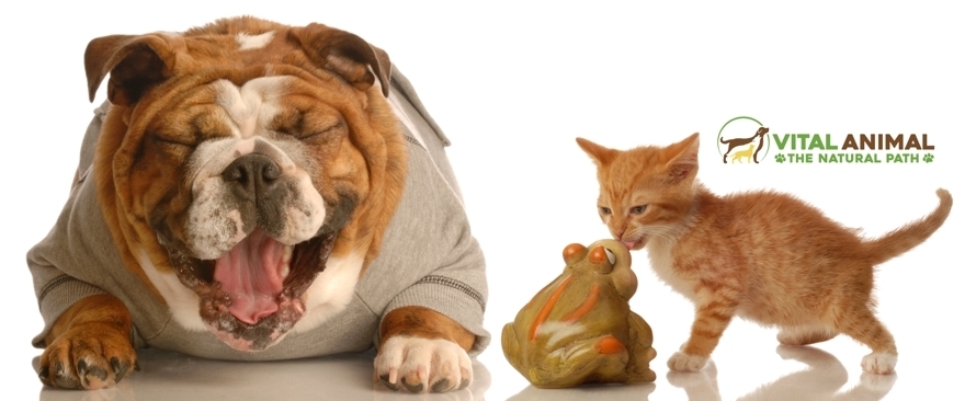 #5 Why homeopathic vets need to KILL this joke